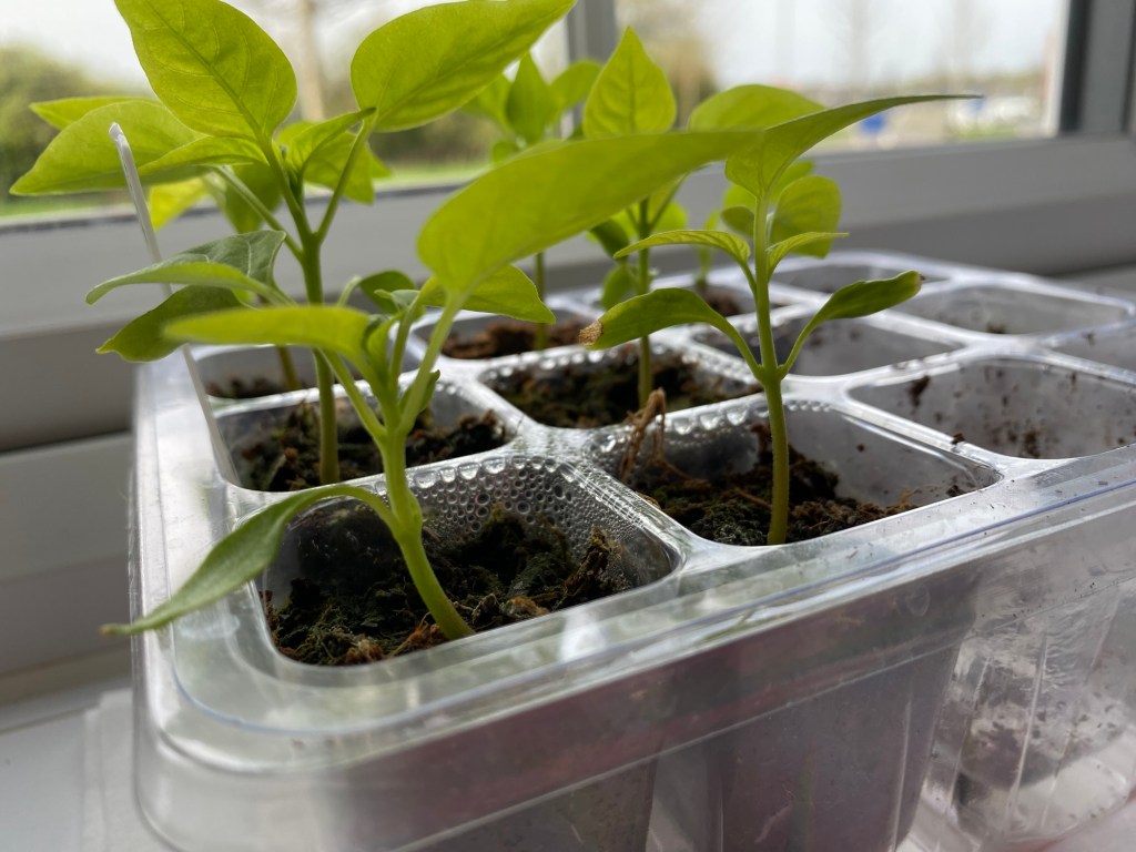 How to Fix Leggy Seedlings & Other Issues