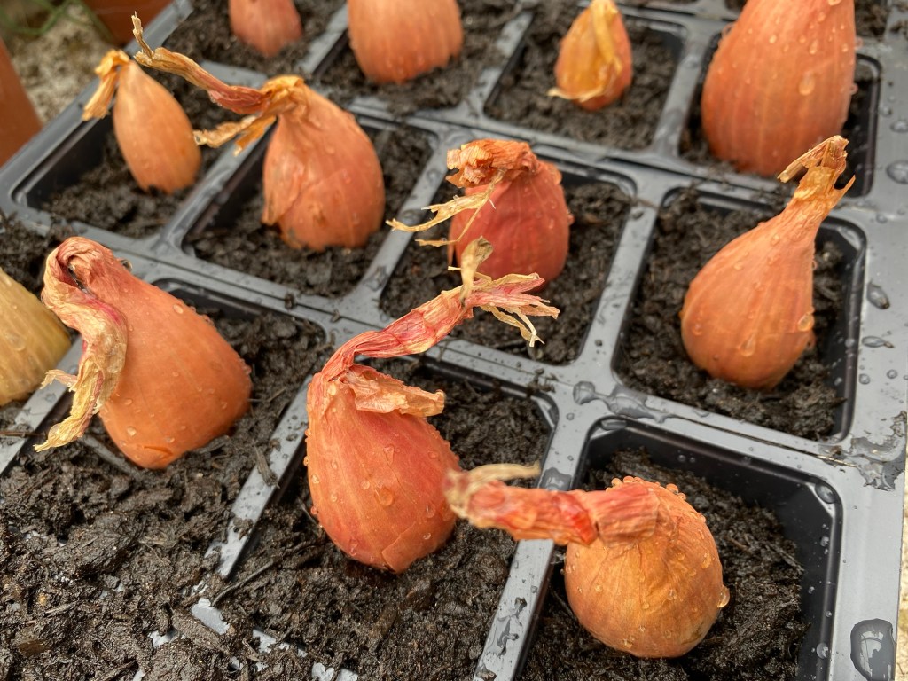 Plant Shallots with Me in November