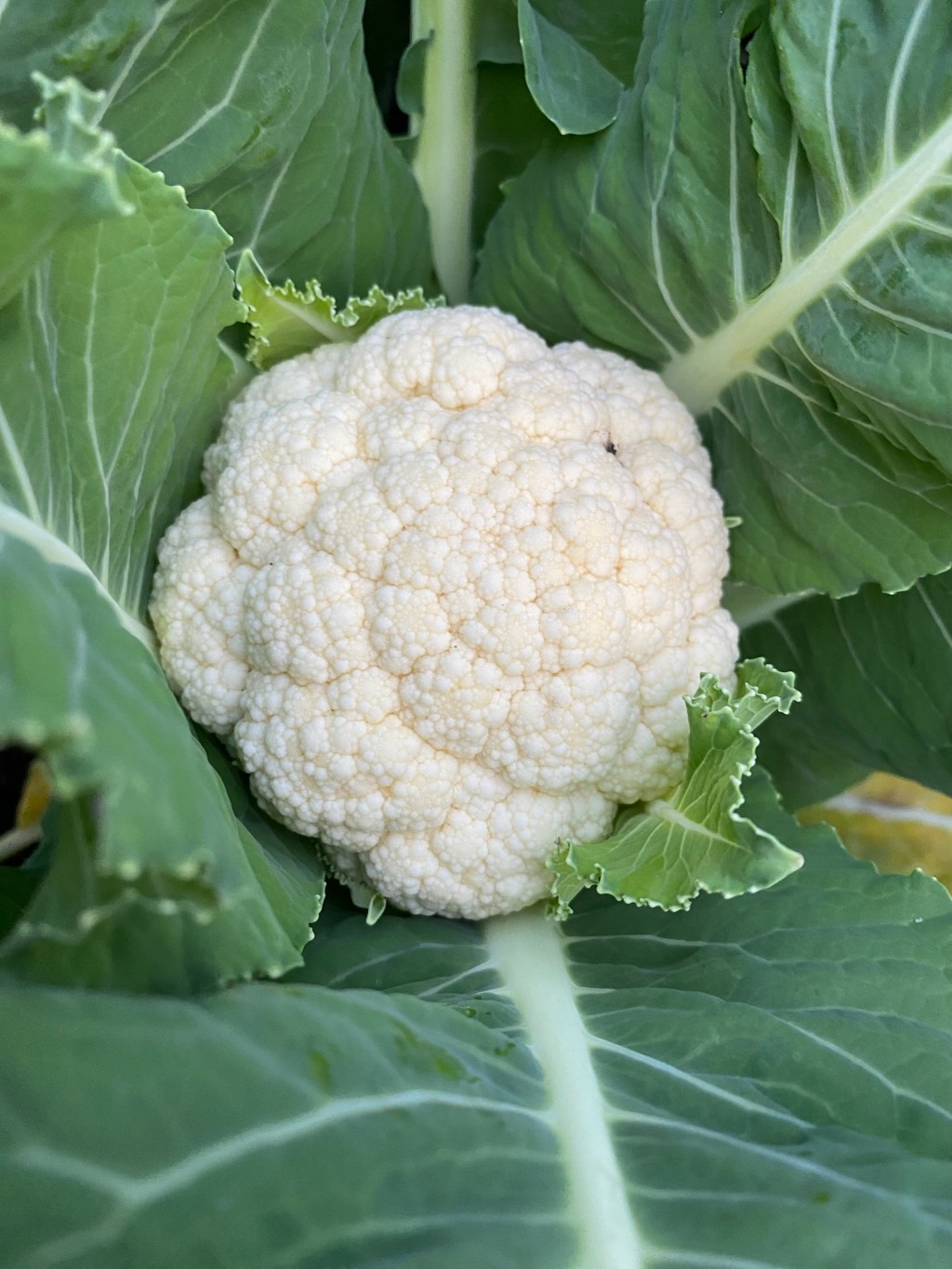 Challenge Brassica – Part 6 – Kale & Cauliflowers&nbsp;Harvest