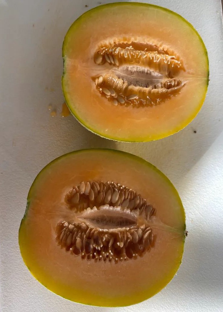 Part 5 – Mini Melons Harvest&nbsp;Themselves