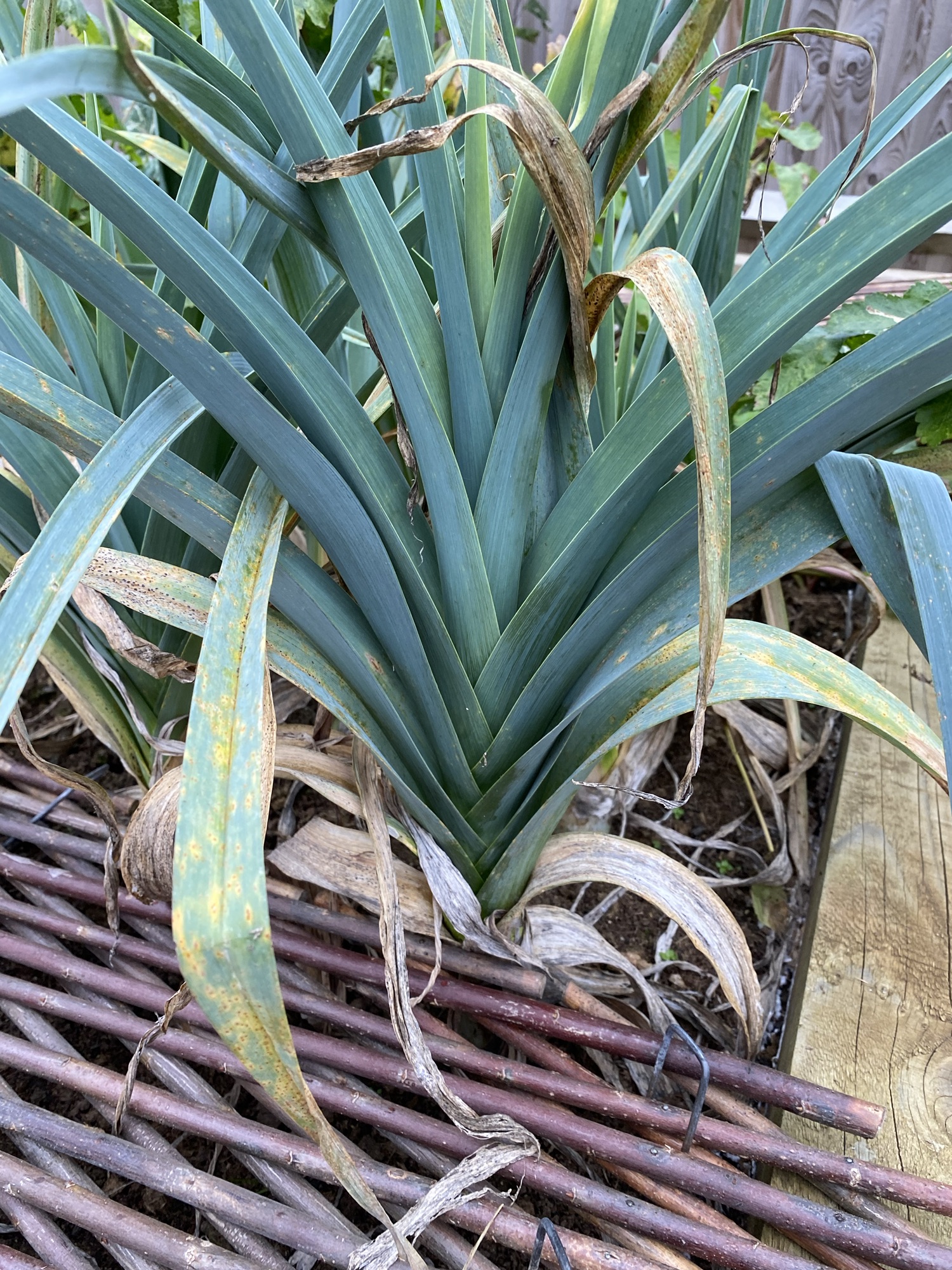 Can I Eat My Leeks? - Identifying Common Leek Diseases