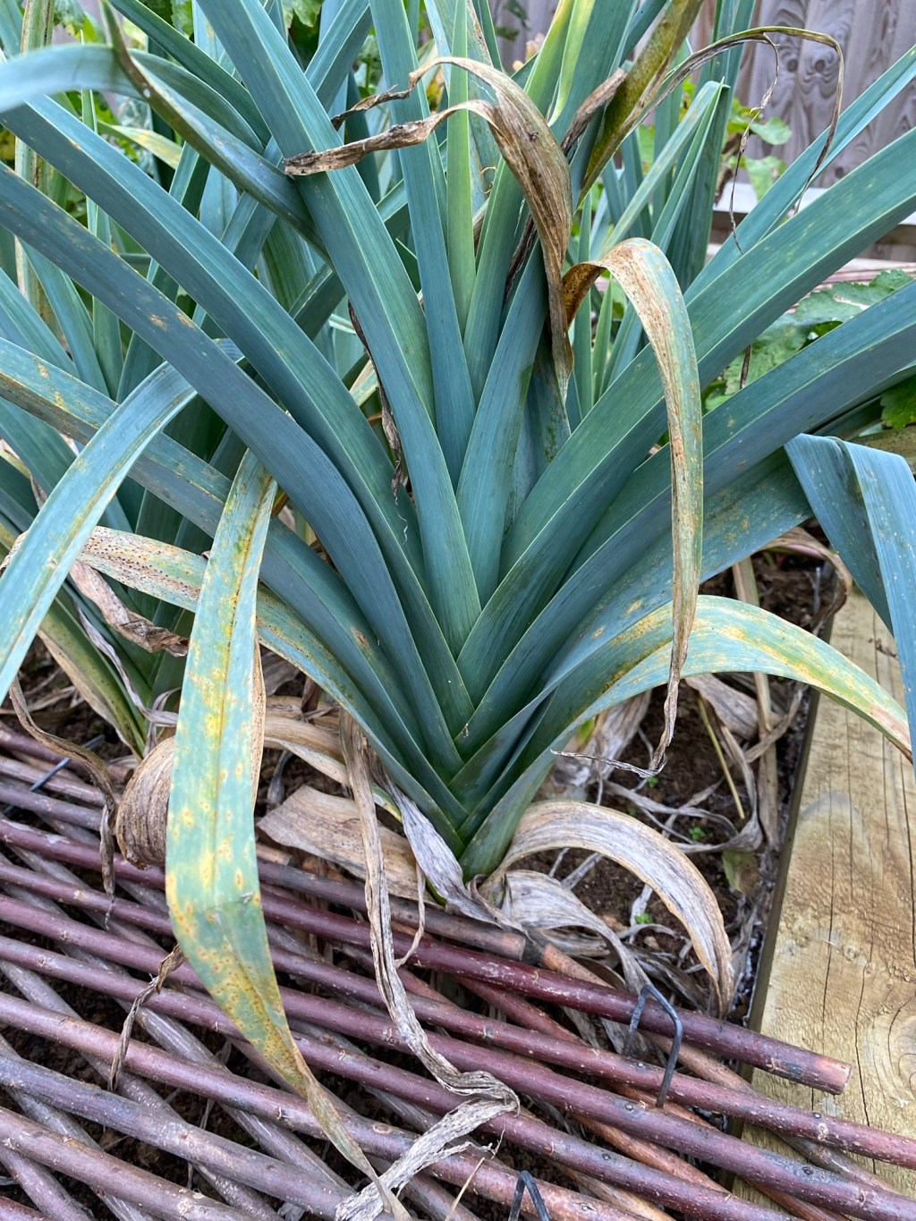 Can I Eat My Leeks? – Identifying Common Leek&nbsp;Diseases