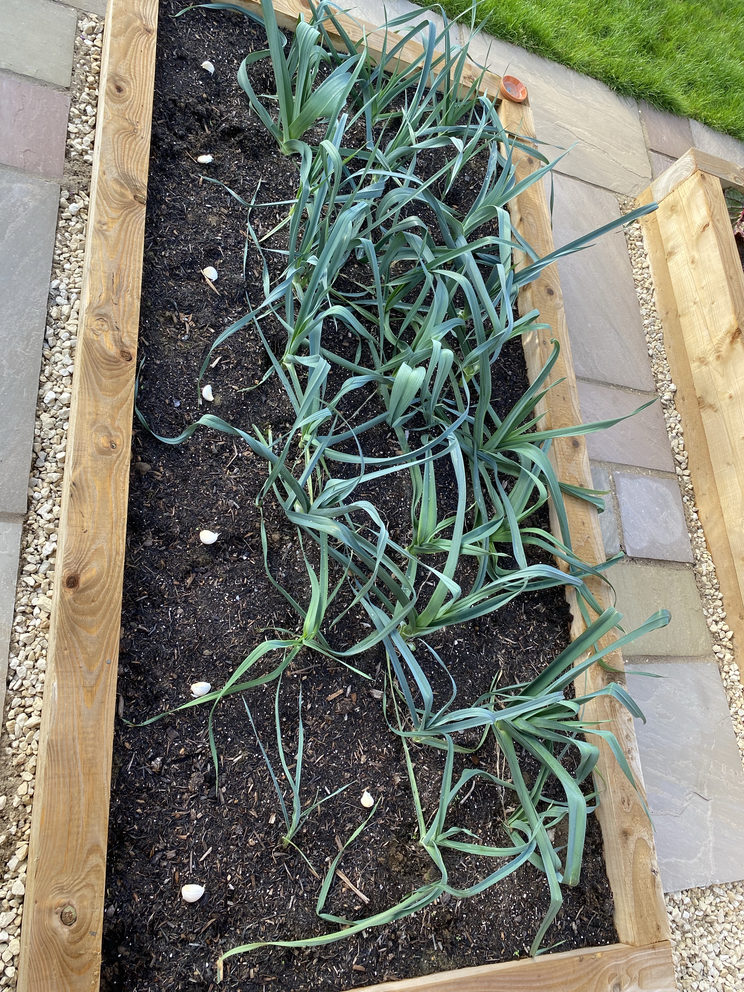 Planting leeks with garlic in a raised bed