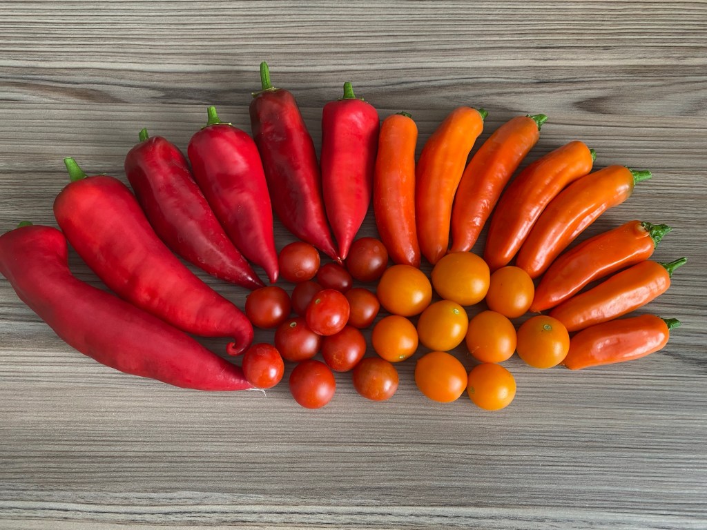 A Colourful Harvest Palette – Tomatoes & Sweet Peppers