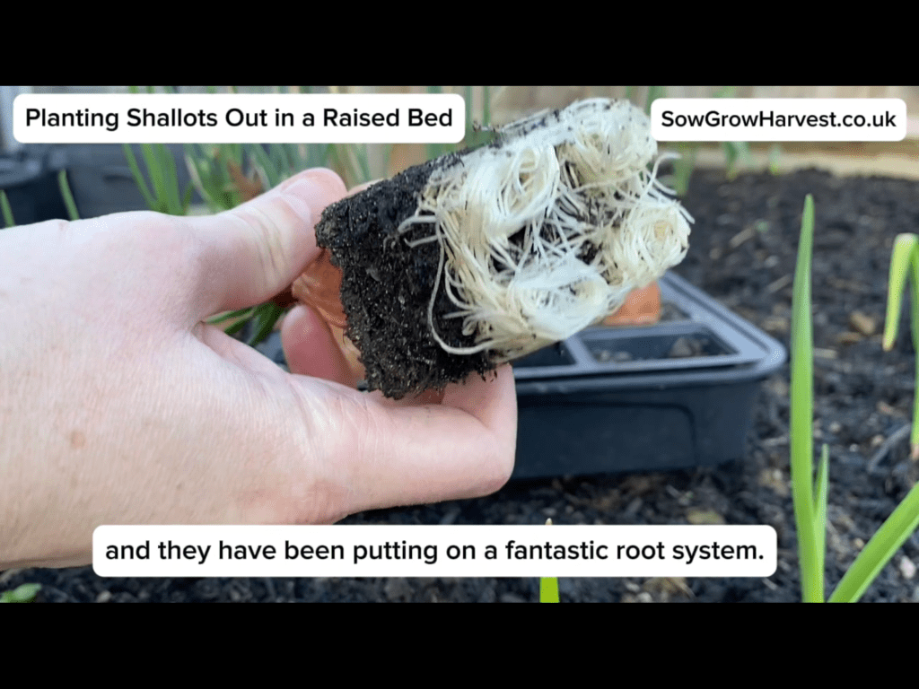 Planting Shallots into Raised&nbsp;Beds
