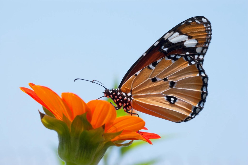 Things that caught my eye this week – Garden Wildlife&nbsp;Special