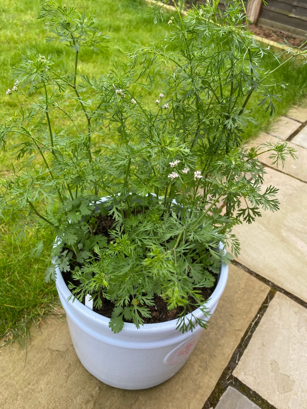 Coriander Glut