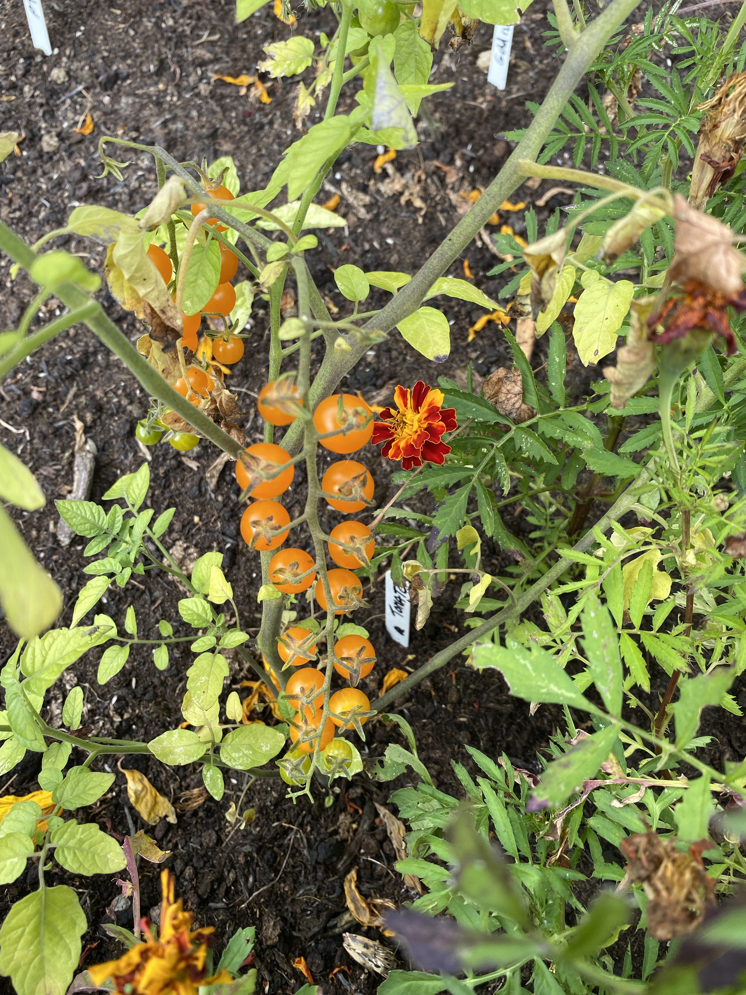 Orange tomatoes on the vine