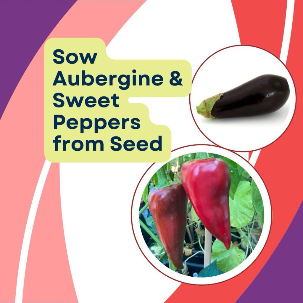 Seed Sowing Aubergine & Sweet Peppers