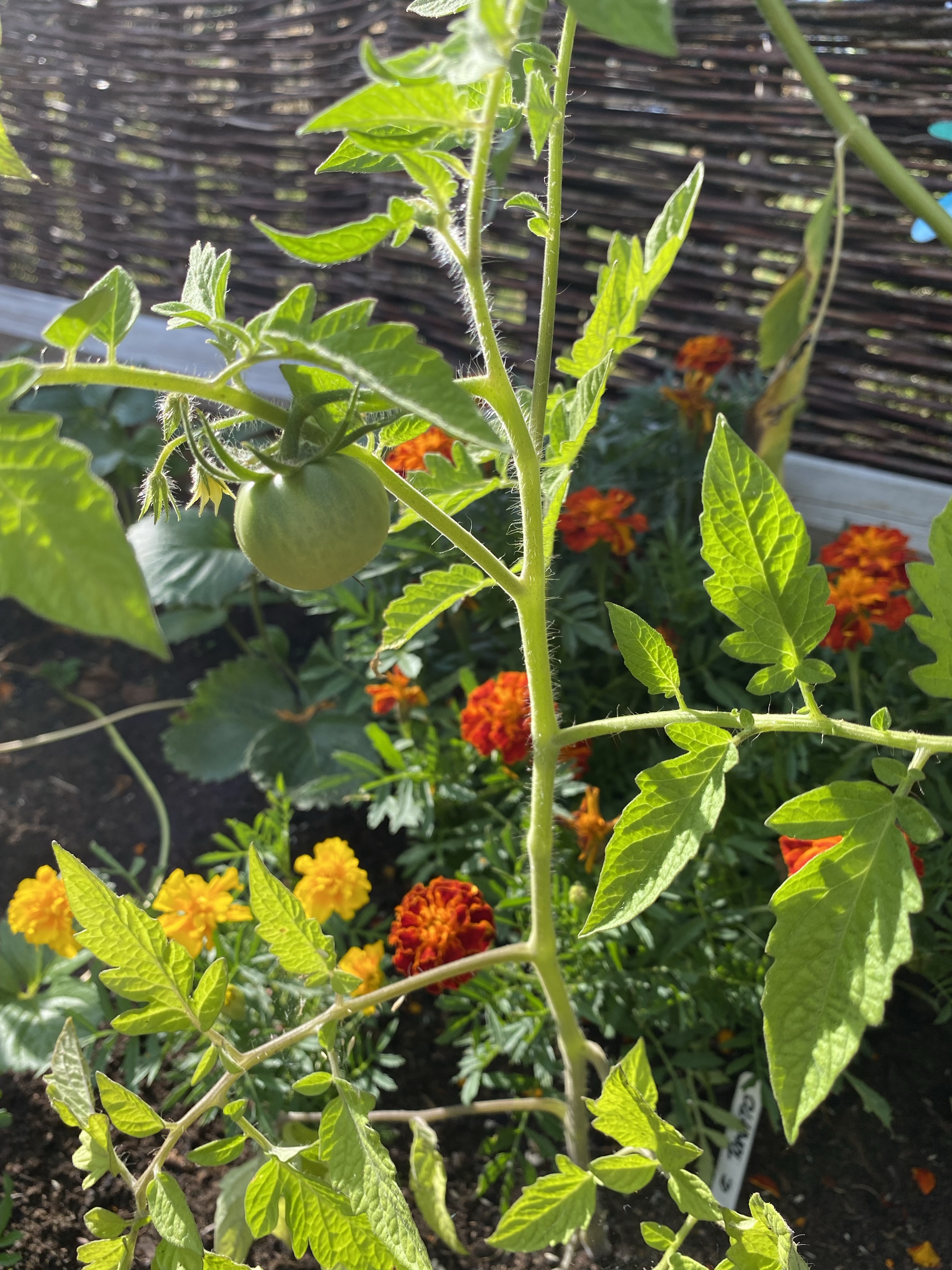 Tomato plant with green tomato and marigolds in background