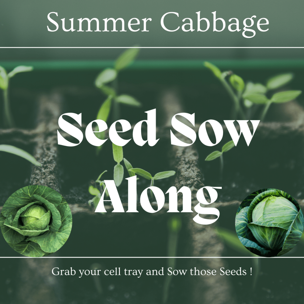 Seeds to Sow In January – Summer Cabbage