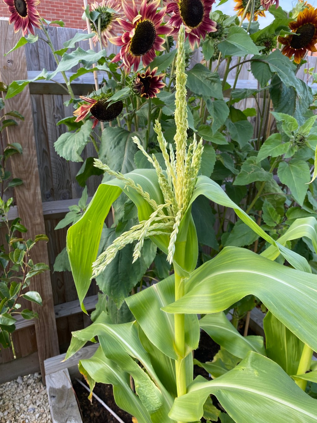 Grow Your Own Sweetcorn Cobs – July Update