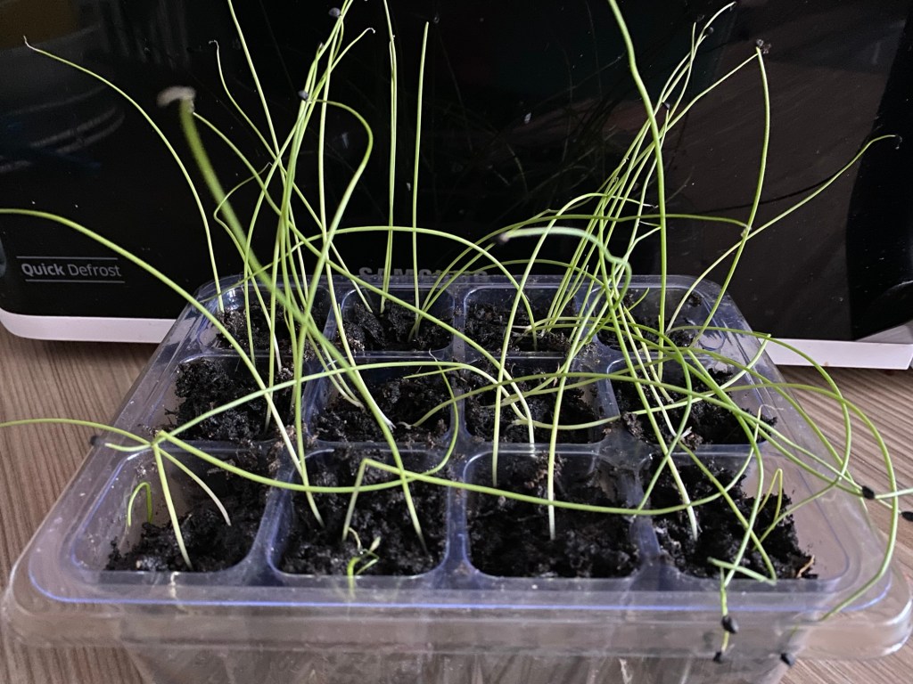 Onion Seedlings