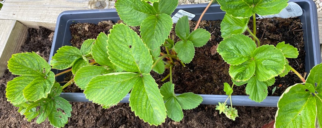 Strawberries – How to Multiply your Number of Strawberry Plants