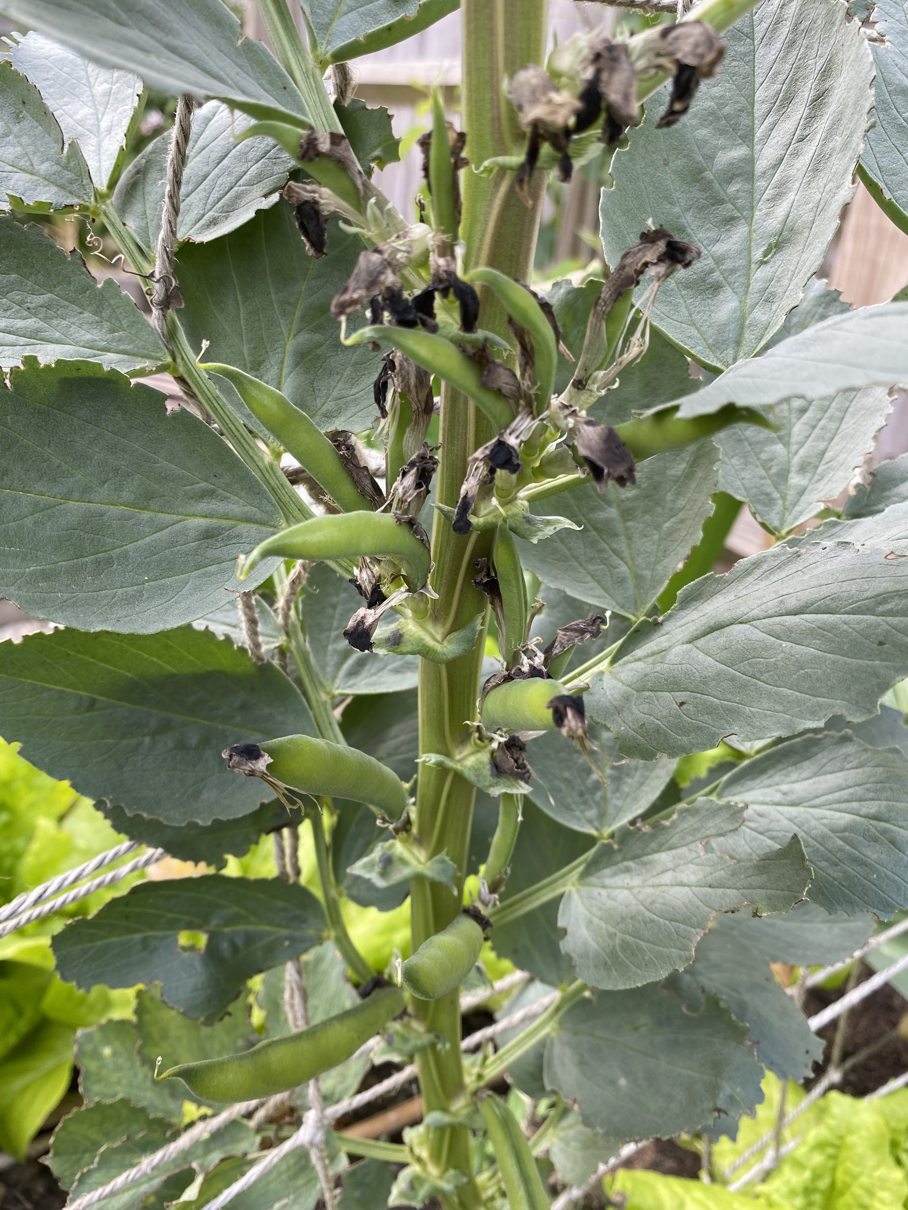 broad bean plant