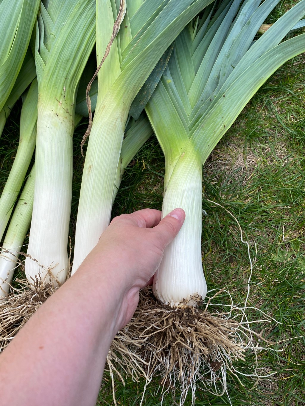 Lovely Lush Leeks&nbsp;Harvest