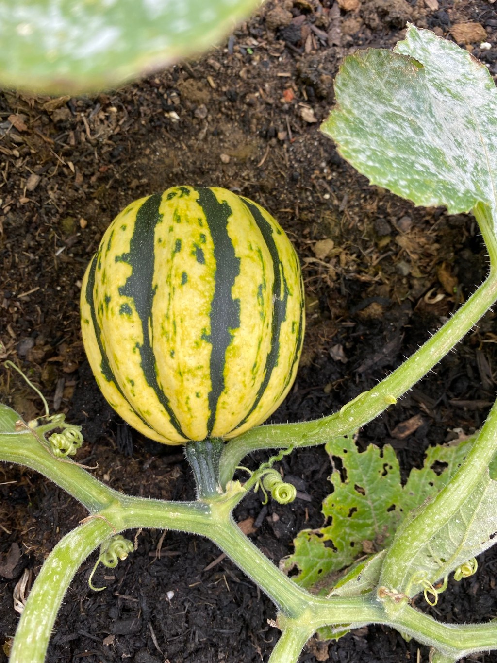 Autumn Vegetable Garden – Video&nbsp;Walkthrough
