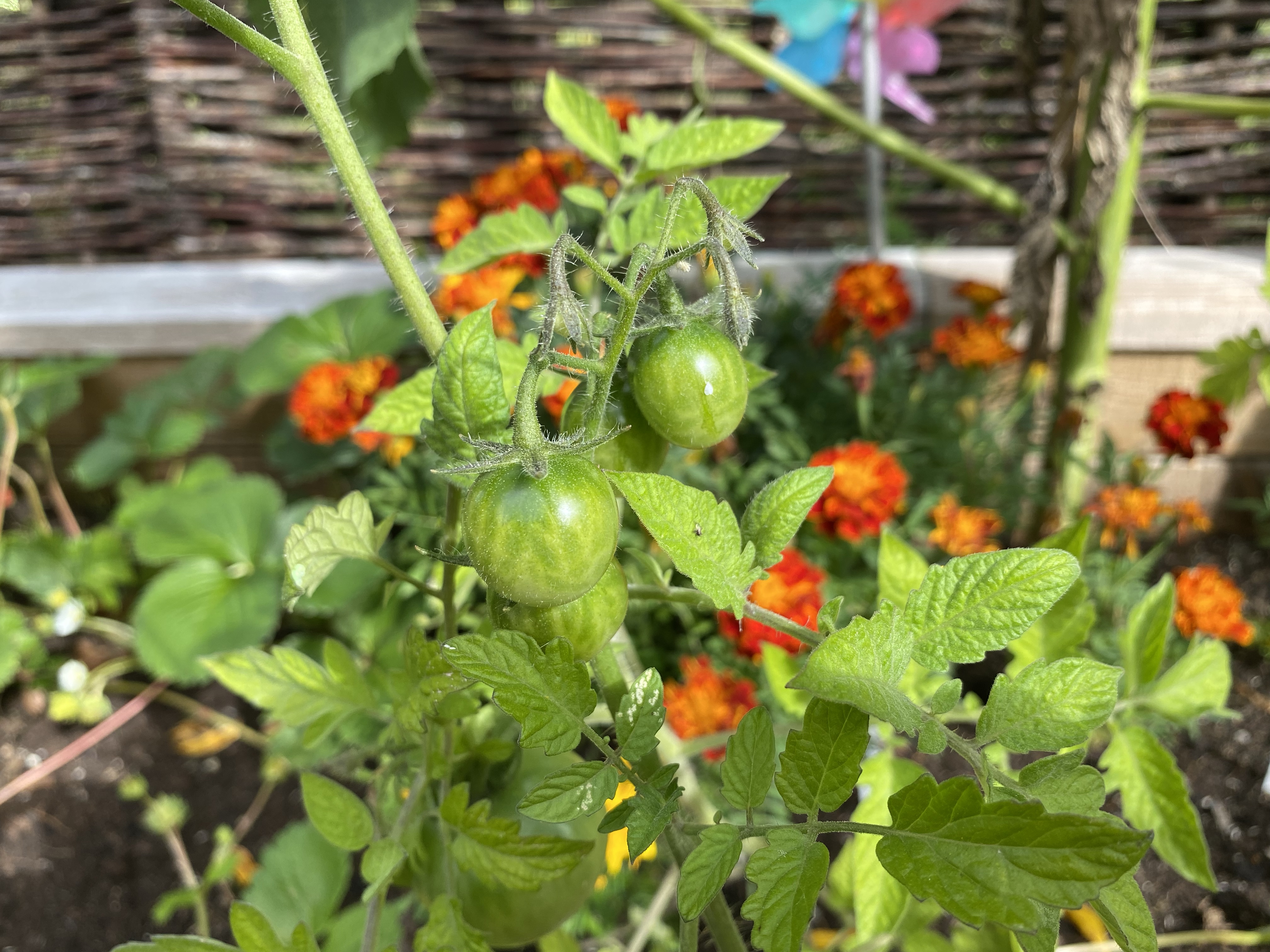 Green tomatoes on plant with marigolds in background