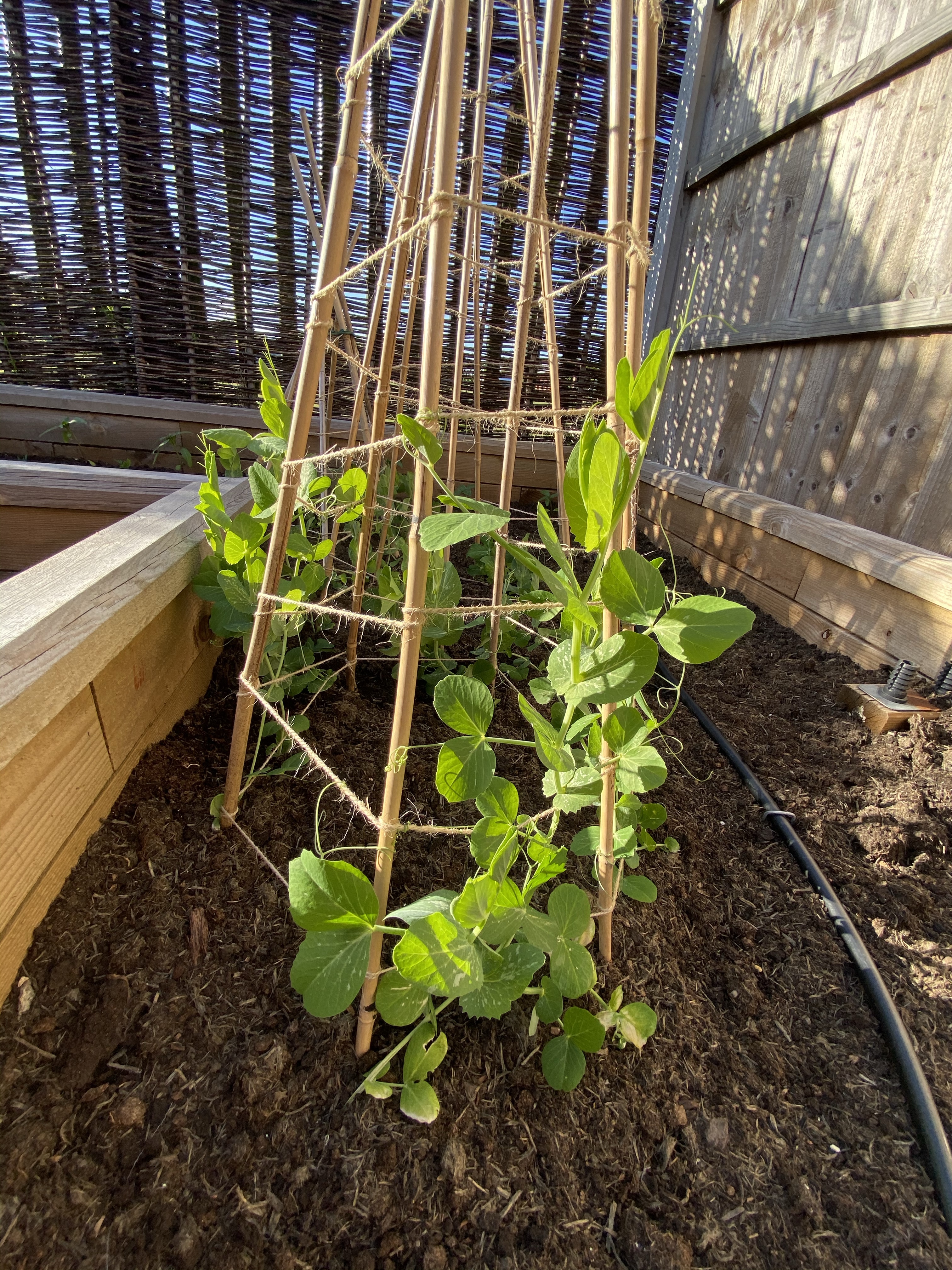 Peas climbing up support structure