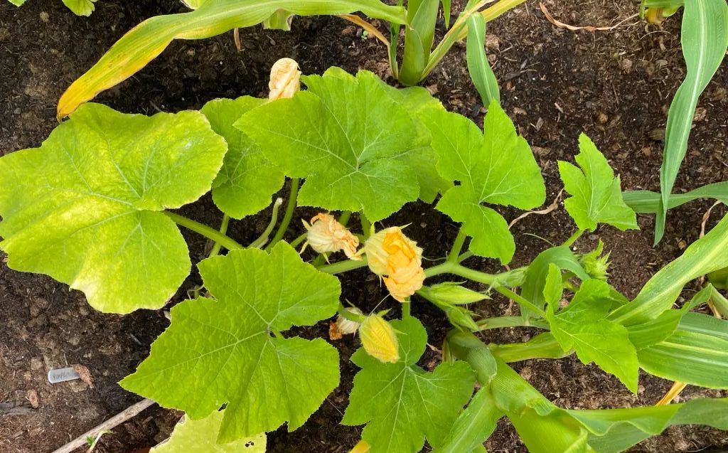 Growing Pumpkins – Let’s Get Ready to&nbsp;Ramble!