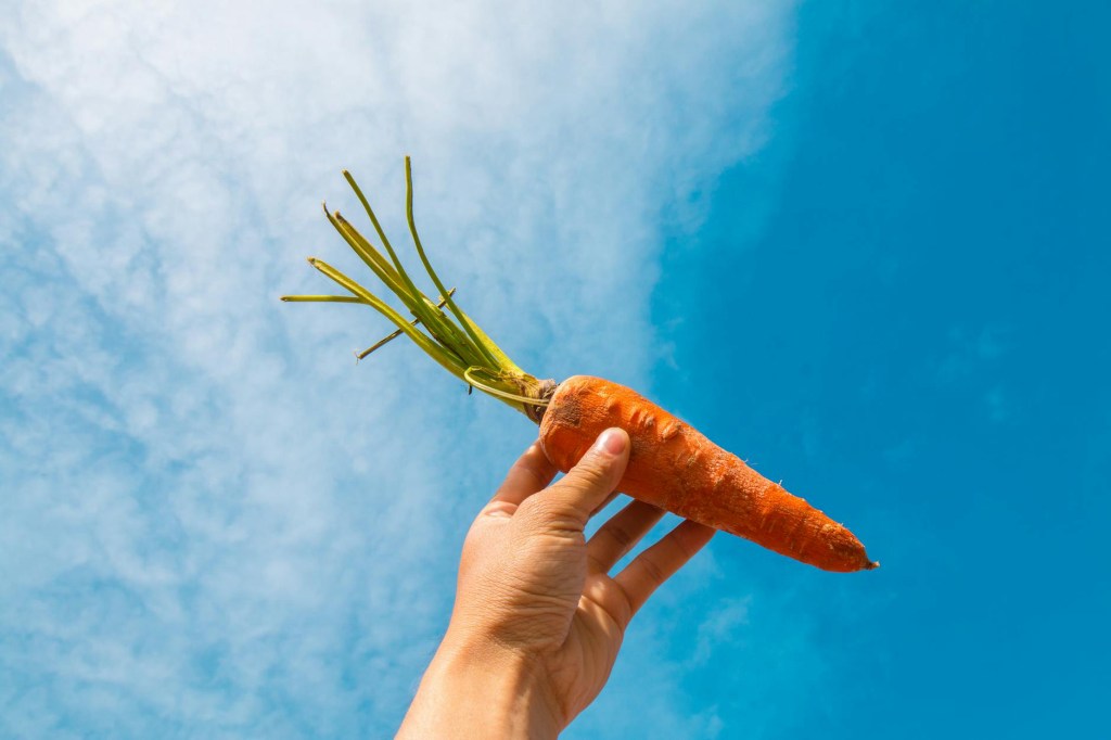 Jan 25 Newsletter – New Year = Start Growing Veg