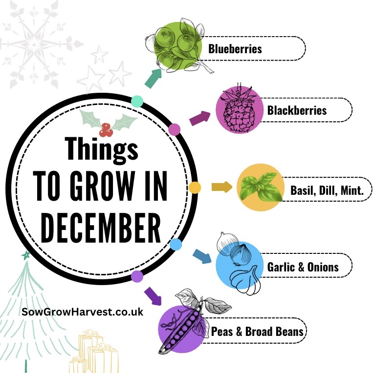 Things to Plant in December