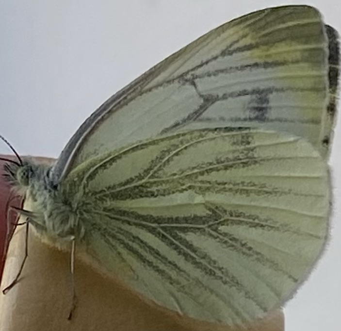 Brussels Sprouts – Dealing with the Cabbage White Butterfly & Caterpillars