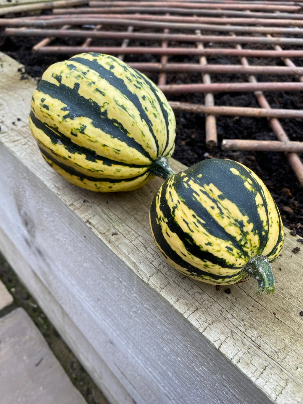 October 2024 – Seeds, Veg & Harvest Squash –&nbsp;Timeline