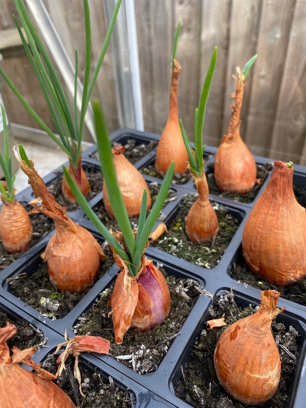 Check Your Shallots for Signs of Disease
