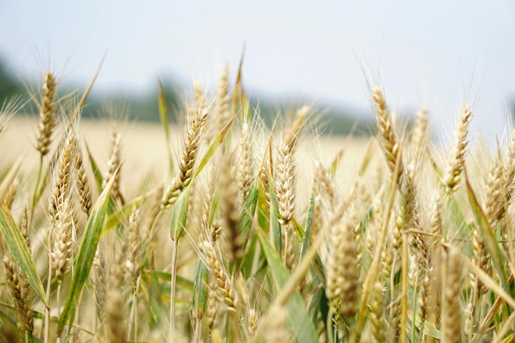 Crops growing