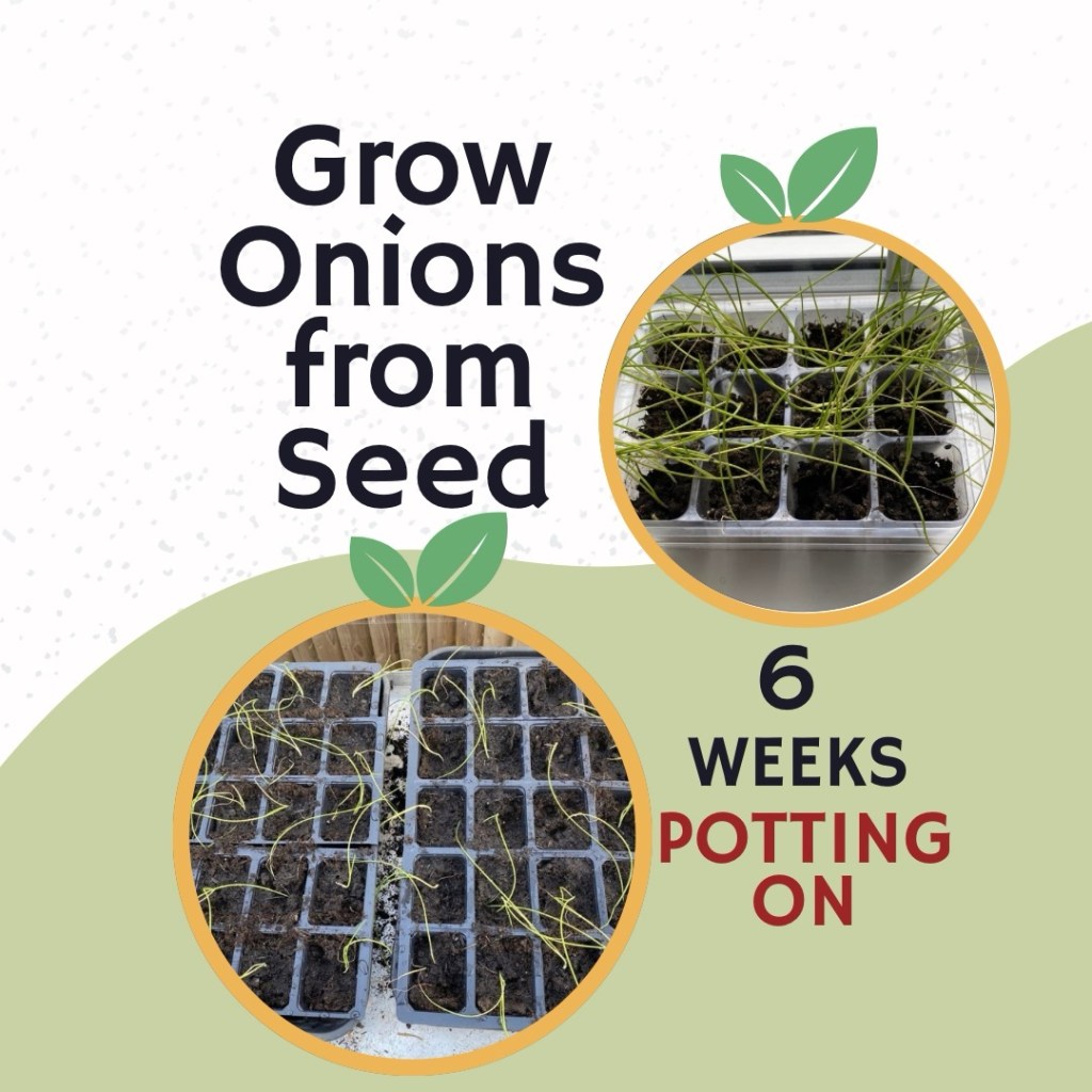 Potting On Onion Seedlings at 6 Weeks