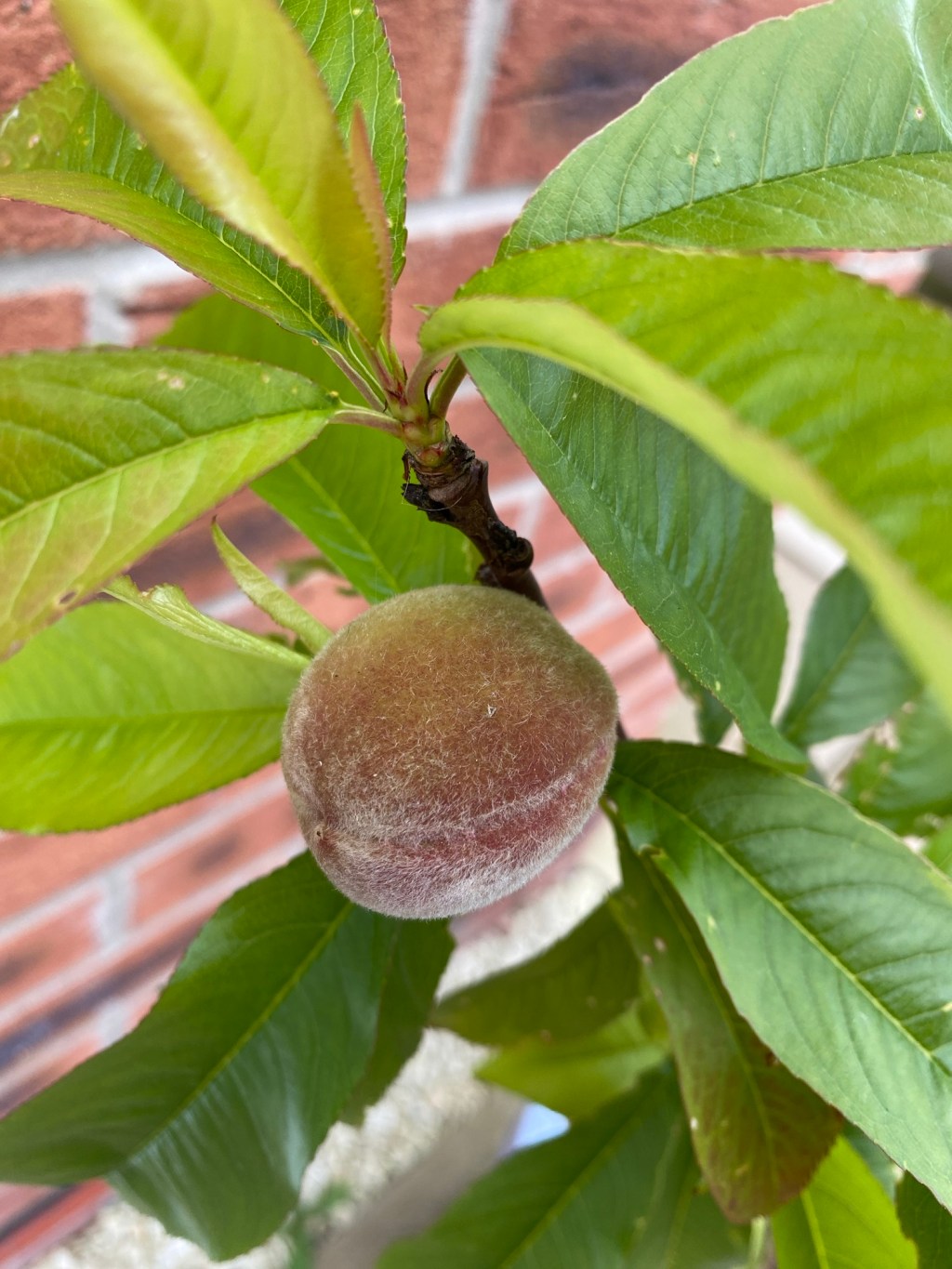 Our Fruit Garden – Berries, apple, pear, peach Miniature trees in June.