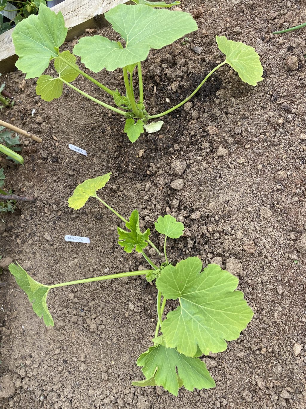 How to Plant Courgettes in a Raised Bed with&nbsp;Video