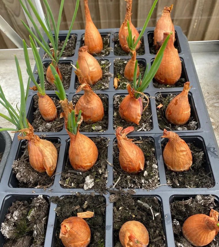 Shallots sprouting