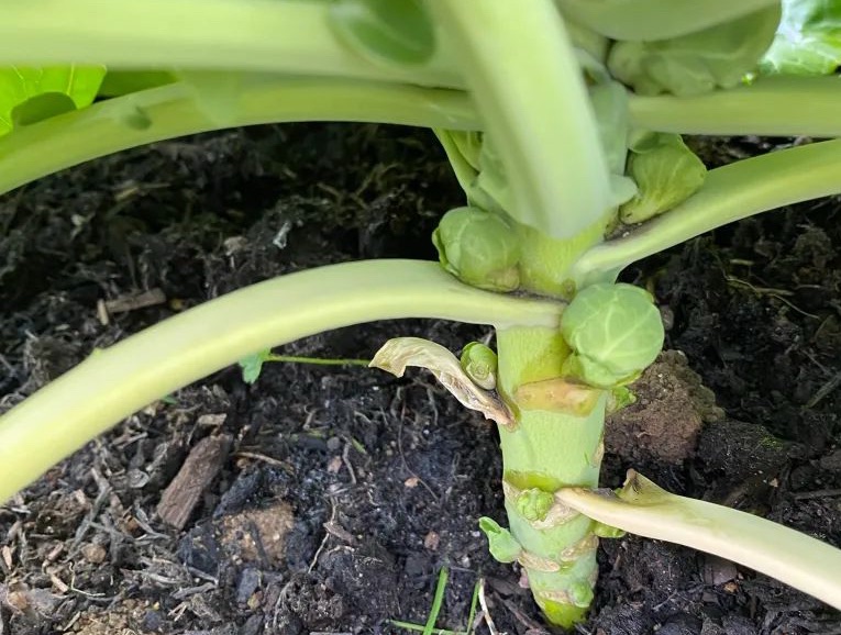 The Best Time to Grow Brassicas is&nbsp;Winter