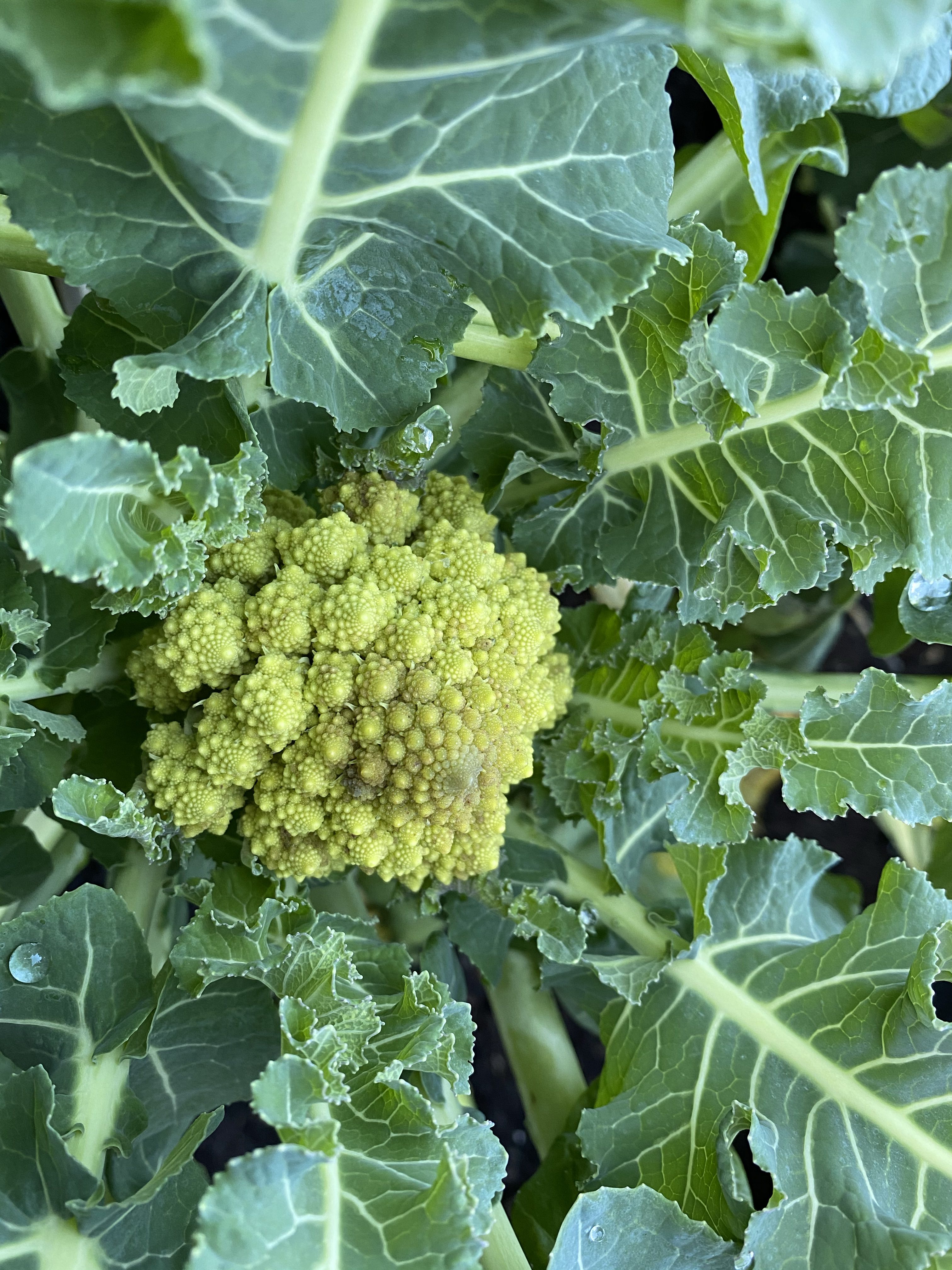 Head of Cauliflower Romanesco
