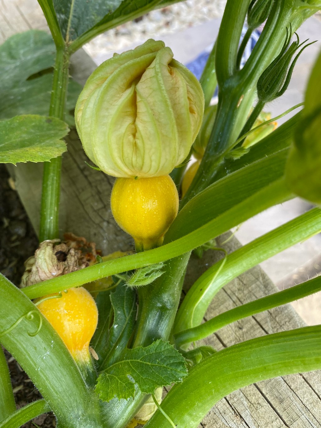 Courgette, Squash, Pumpkin – Male & Female Flowers Explained