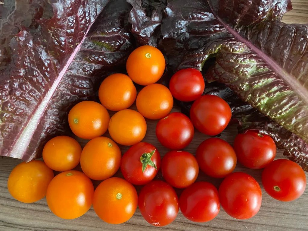 July 24 – Vegetable Growing Timeline