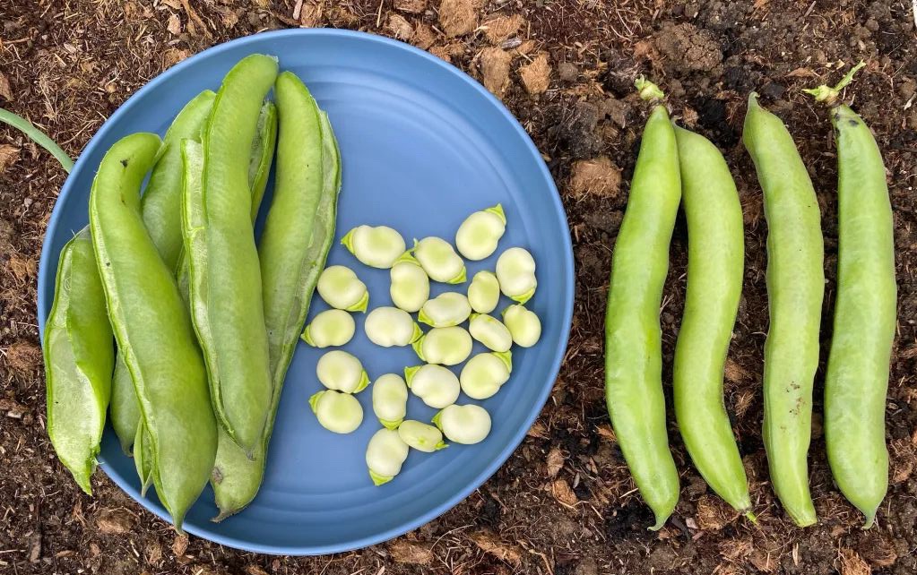 Part 6 – How to Harvest your Broad Bean Pods with Video + FREE PDF Timeline