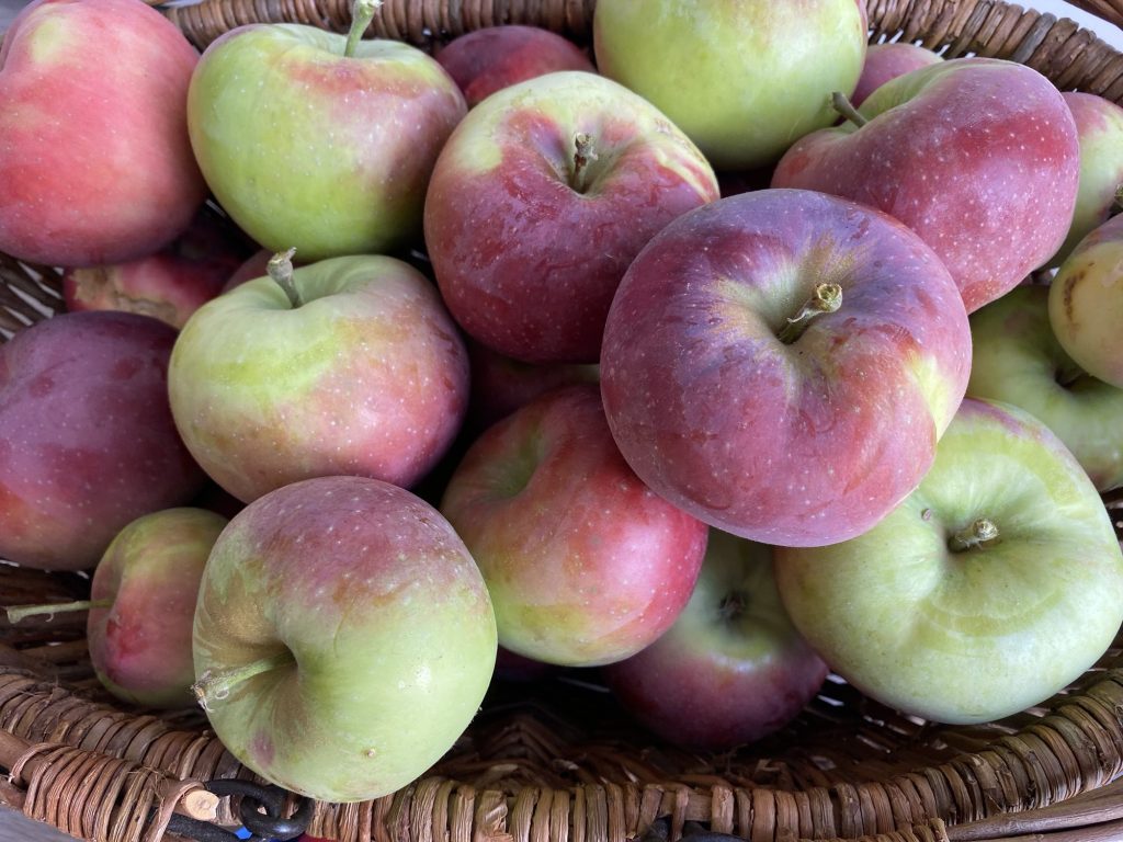 September – Time to Harvest our Columnar Apples&nbsp;Trees