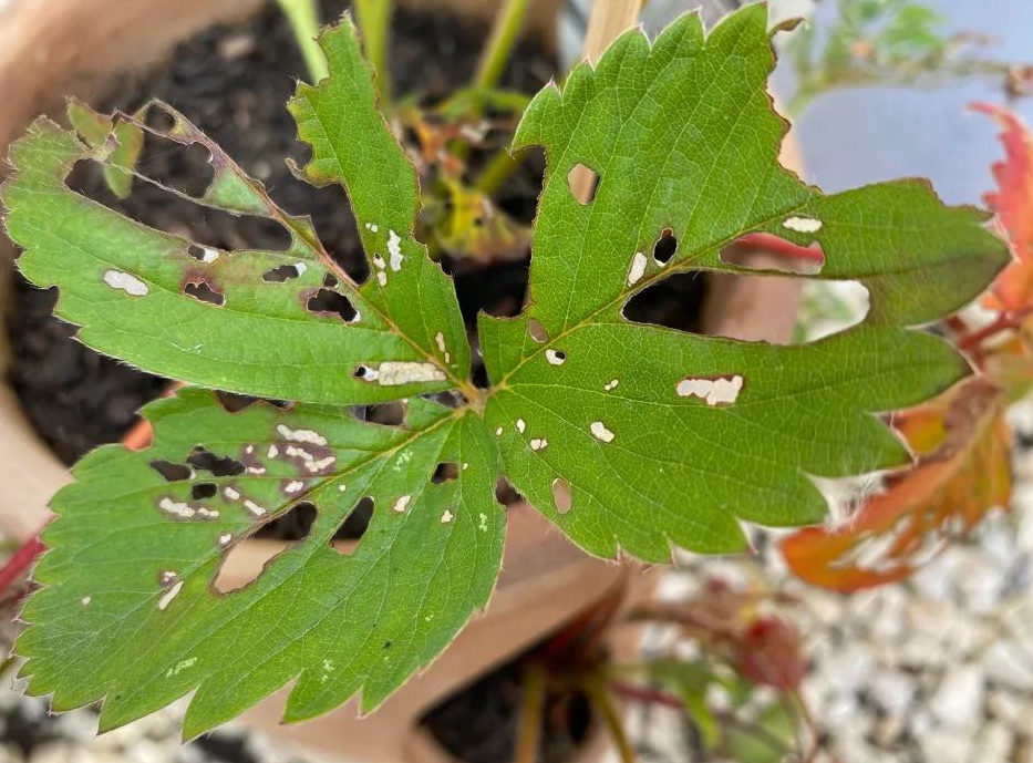 Strawberries - My leaves look like lace, what’s eating my strawberry leaves?