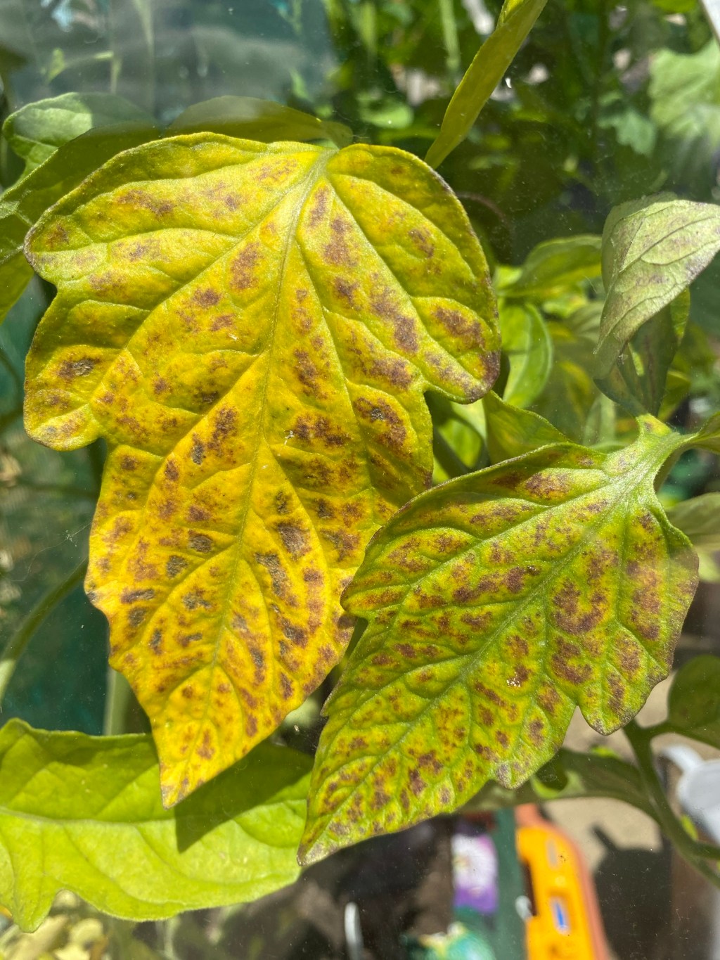 5 Symptoms that your Plant is Feeling Stressed & How to Make them feel better.