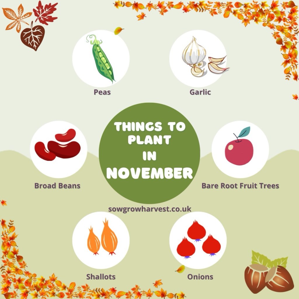 November – Planting Vegetables & Fruit Trees