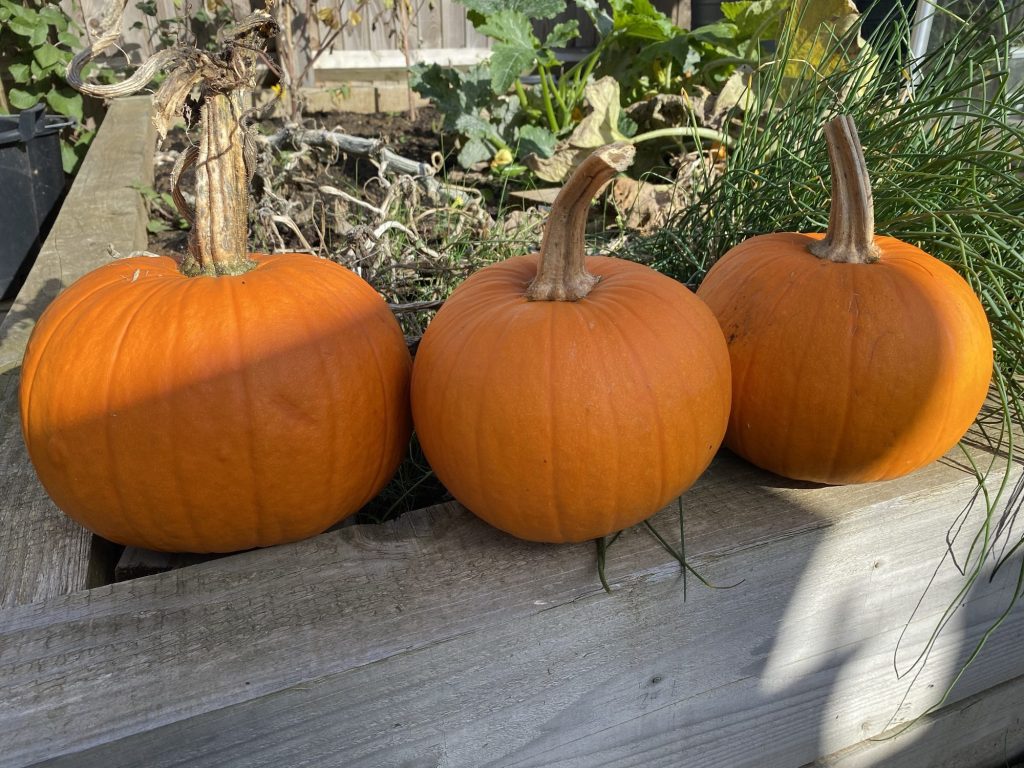 Harvesting Pumpkins in the UK in&nbsp;October