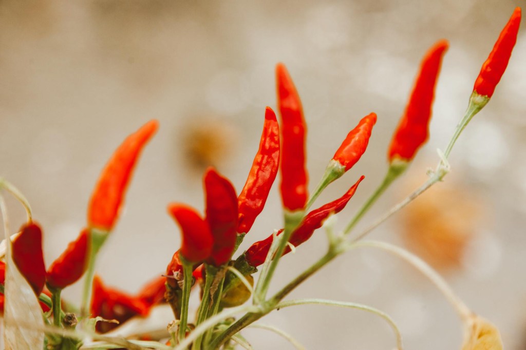 When should you Sow Warm Loving&nbsp;plants?