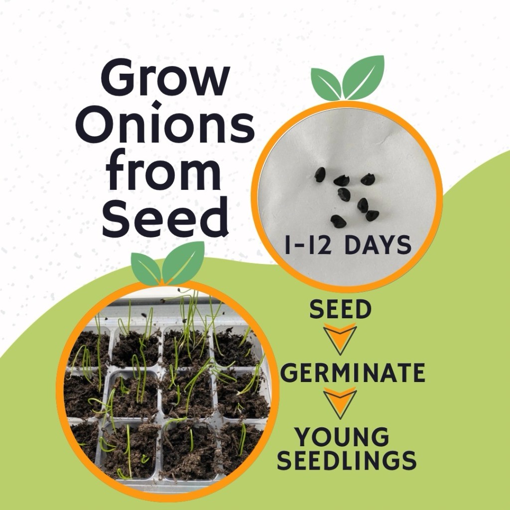 Onion Seeds have Germinated – 5 to 12 days from Sowing