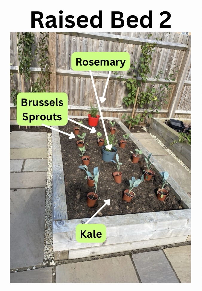 Challenge Brassica – Part 3 – Planting & Spacings for&nbsp;Brassica’s