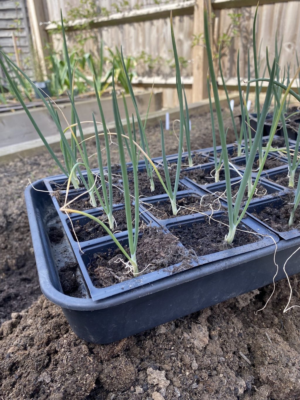 Planting Onions (from seed) in a Raised&nbsp;Bed