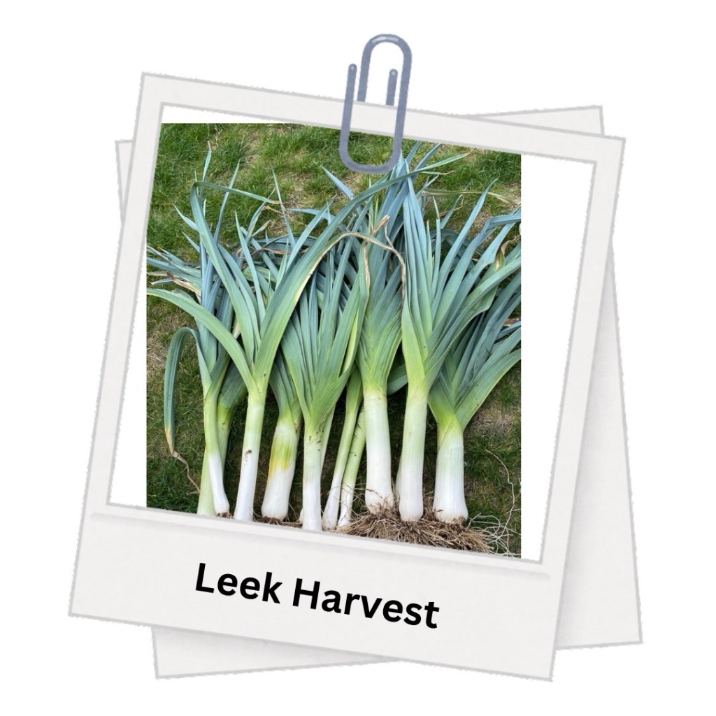 Harvest a Leek with&nbsp;Me