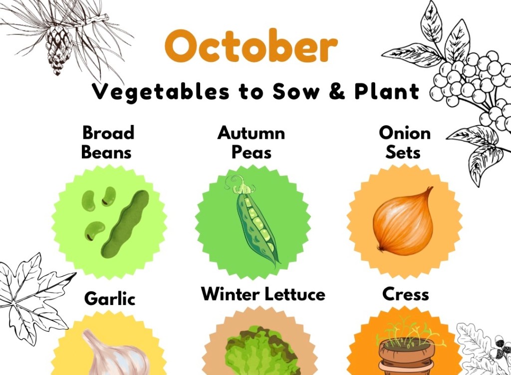 Vegetable Seeds to Sow in October & GYO Halloween Speedy Leaf Bowl